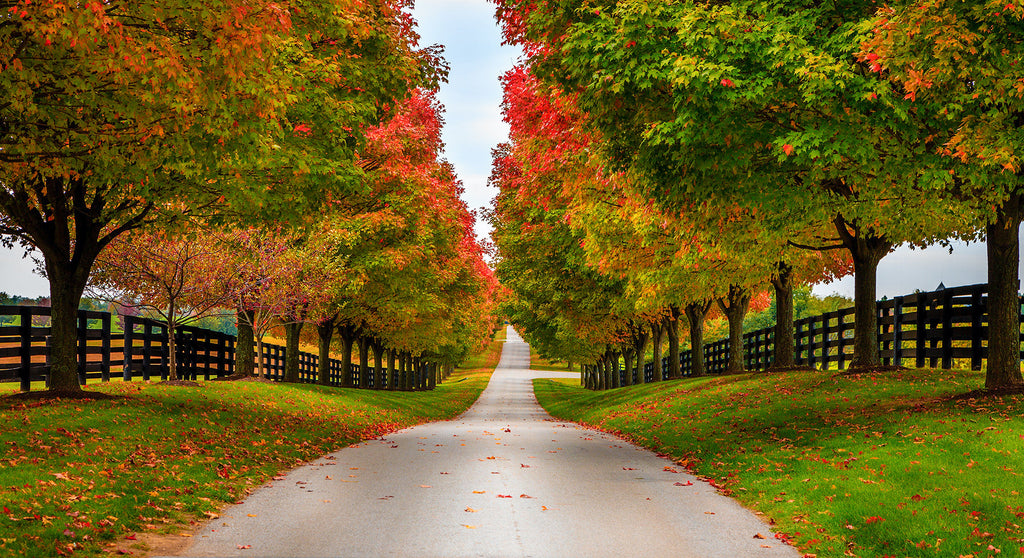 Kentucky Fall Y'all Collection